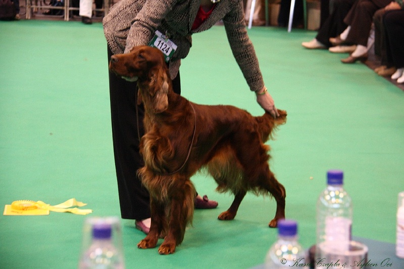 Crufts2011 461.jpg